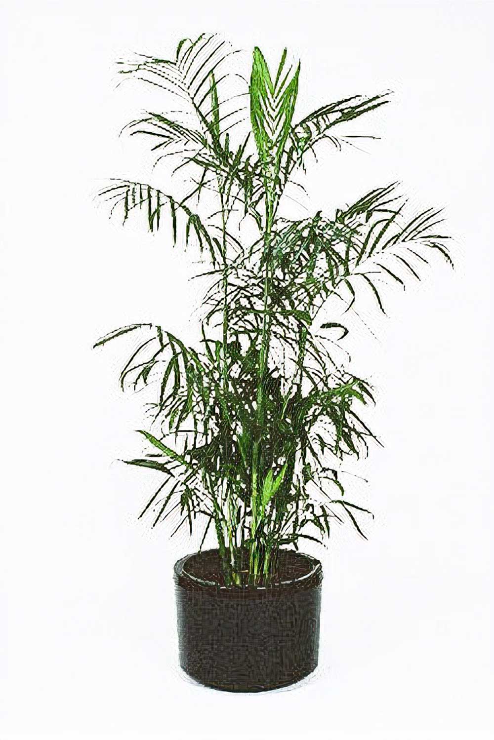 Green With Envy Indoor Plant Hire, Bamboo Palm