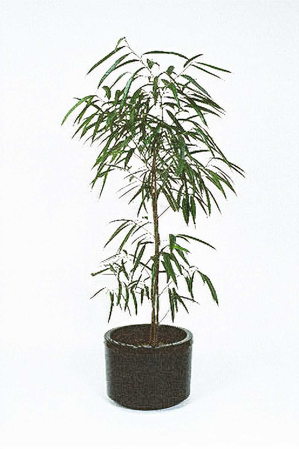 Green With Envy Indoor Plant Hire, Ficus sabre