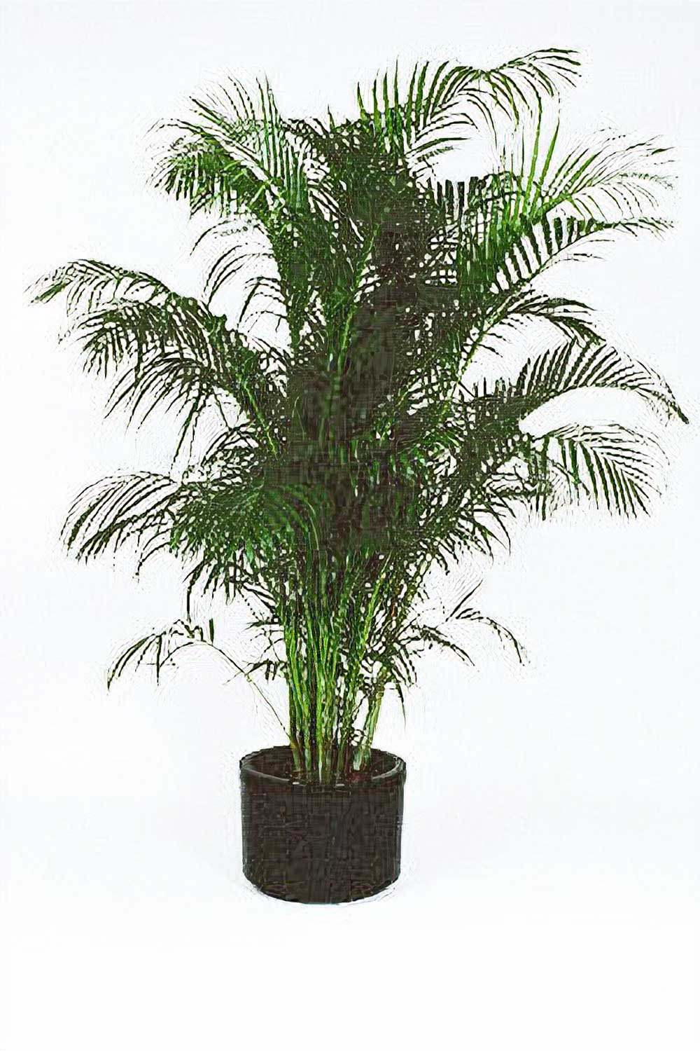 Green With Envy Indoor Plant Hire, Golden Cane Palm