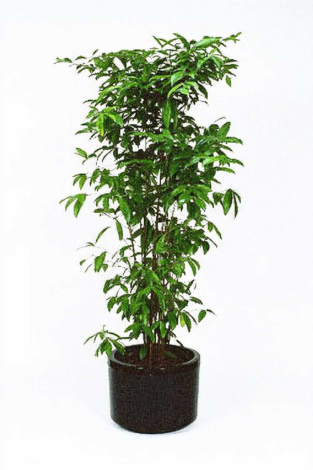 Green With Envy Indoor Plant Hire, Sierra Leone