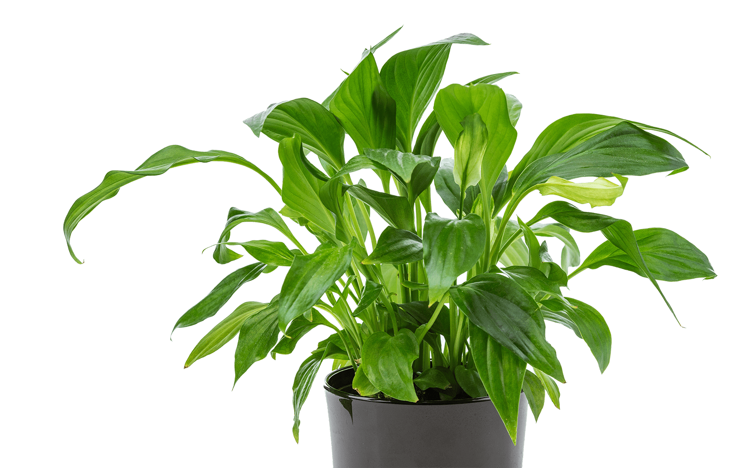 Green With Envy Indoor Plant Hire