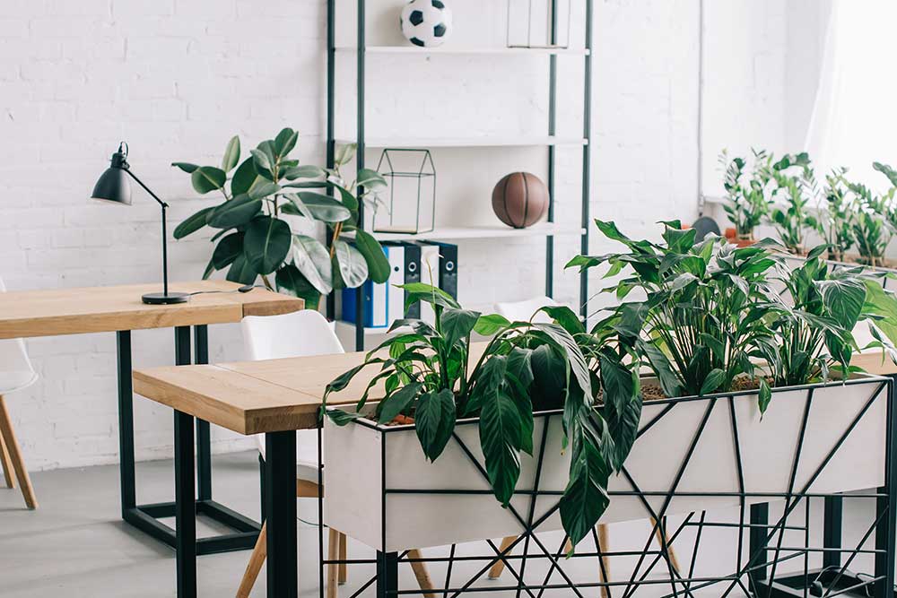 Green With Envy Indoor Plant Hire, Desktop Plants
