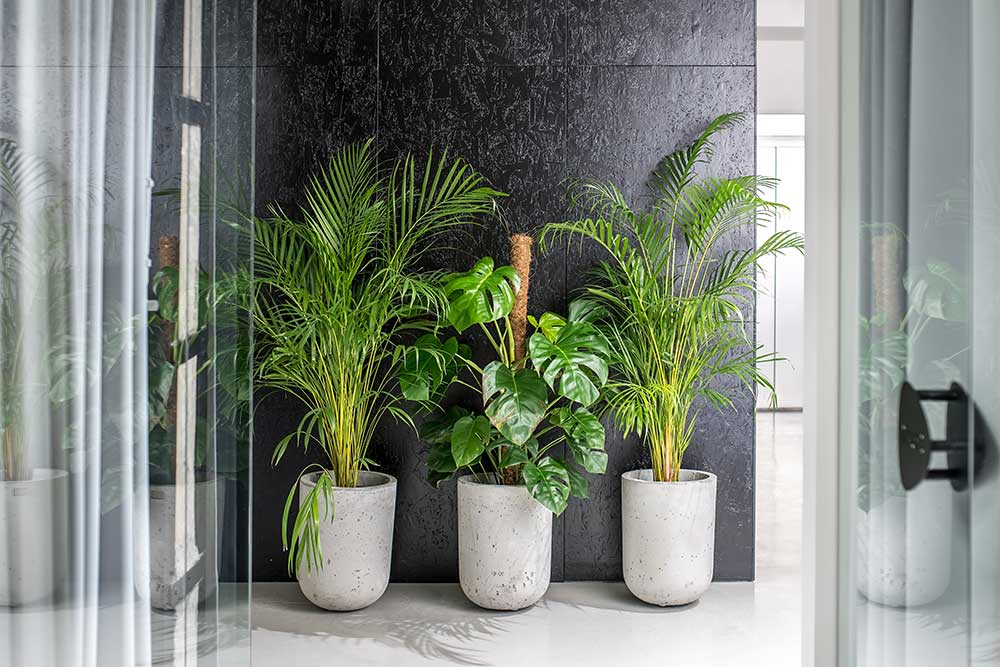 Green With Envy Indoor Plant Hire, Floor Plants