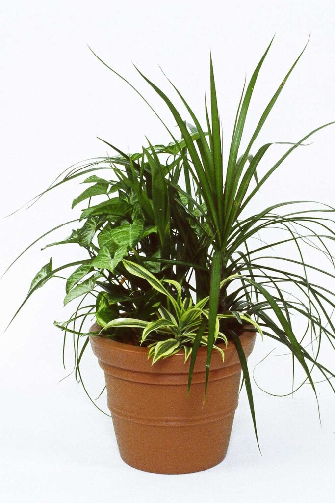 Mixed Planter Green with Envy Indoor Plant Hire