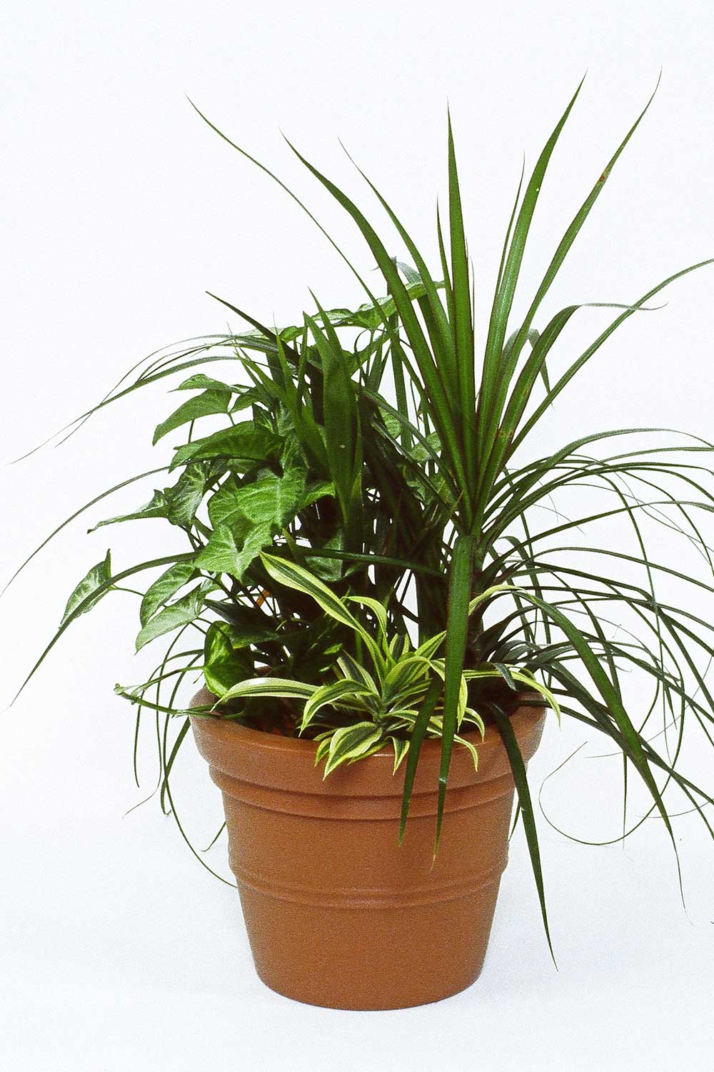 Mixed Planter Green with Envy Indoor Plant Hire